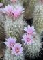 Preview: Escobaria strobiliformis